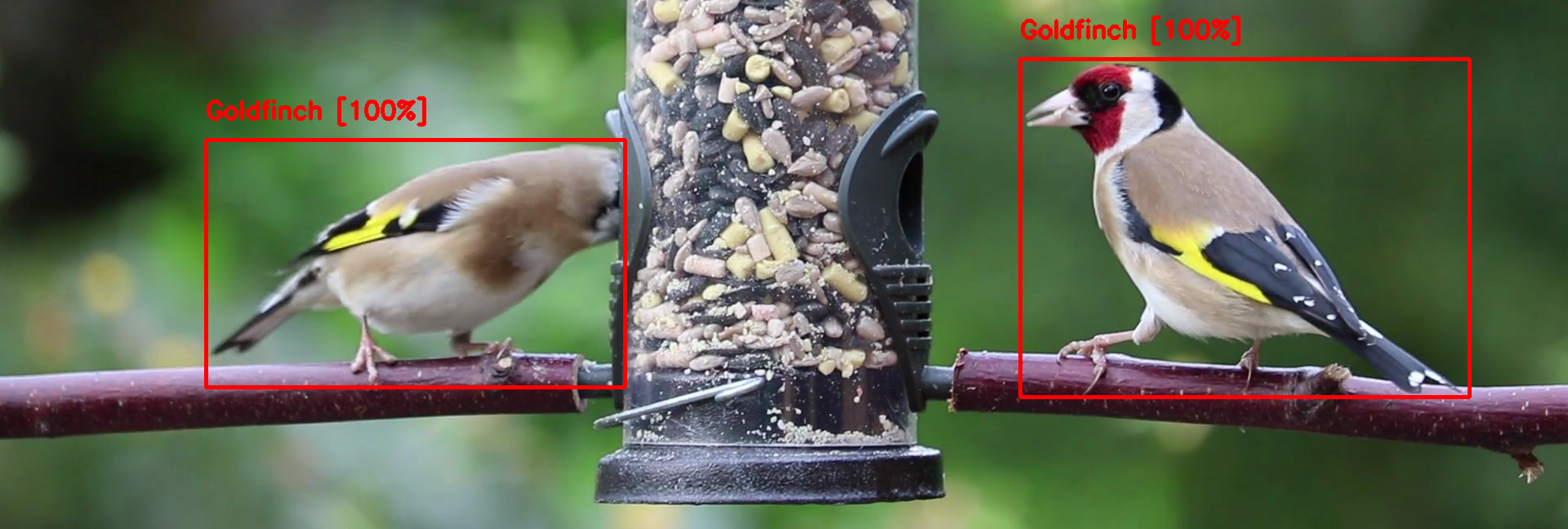 A Goldfinch identified by BirdWatcher in a garden bird feeder video